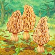 羊肚菌Morels